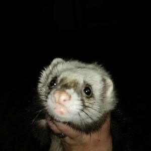 Meet your Posher, Joetta